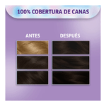 Kit Coloración Permanente Koleston 31 Castano Oscuro Ceniza Cautivador x 65 g-1769104681491